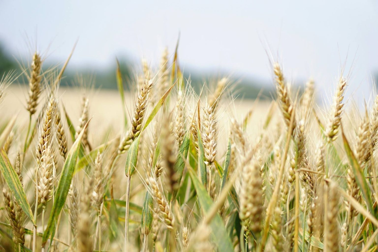 World grain production 2025