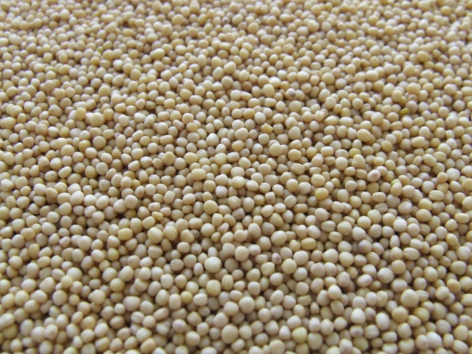 Global Soybean Production in 2025: Trends, Statistics, and Market Insights