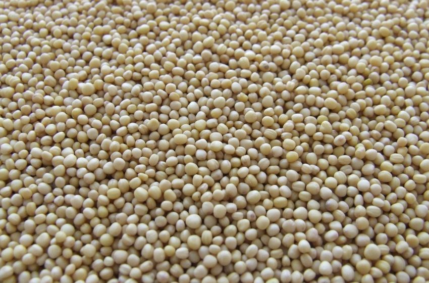  Global Soybean Production in 2025: Trends, Statistics, and Market Insights