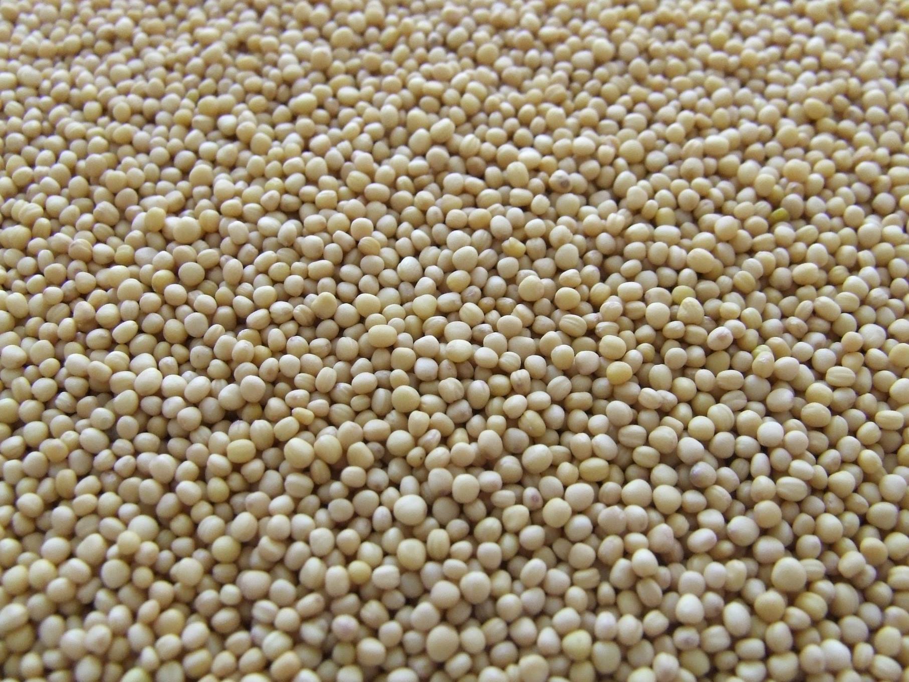Global Soybean Production in 2025: Trends, Statistics, and Market Insights