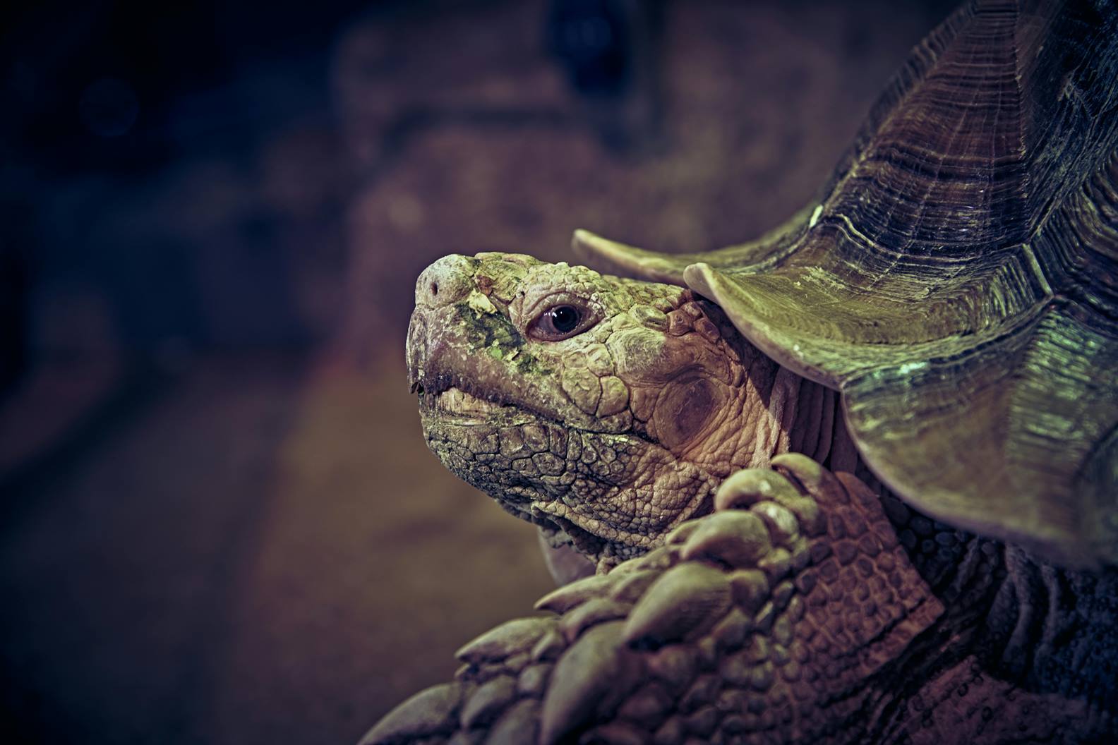 Life expectancy of the world's countries 2025