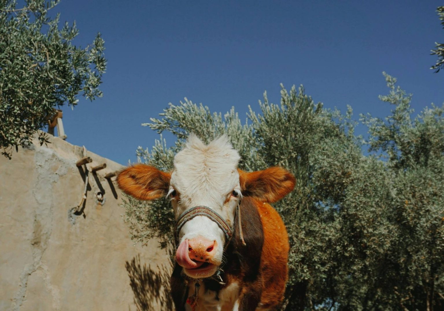 Top 10 Countries in Global Animal Feed and Compound Feed Production in 2025