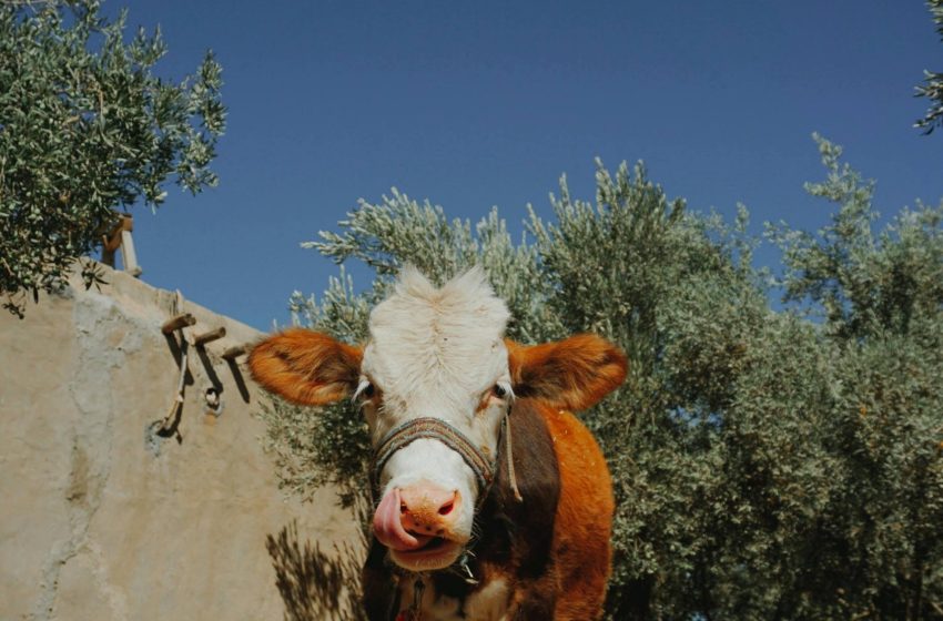  Top 10 Countries in Global Animal Feed and Compound Feed Production in 2025