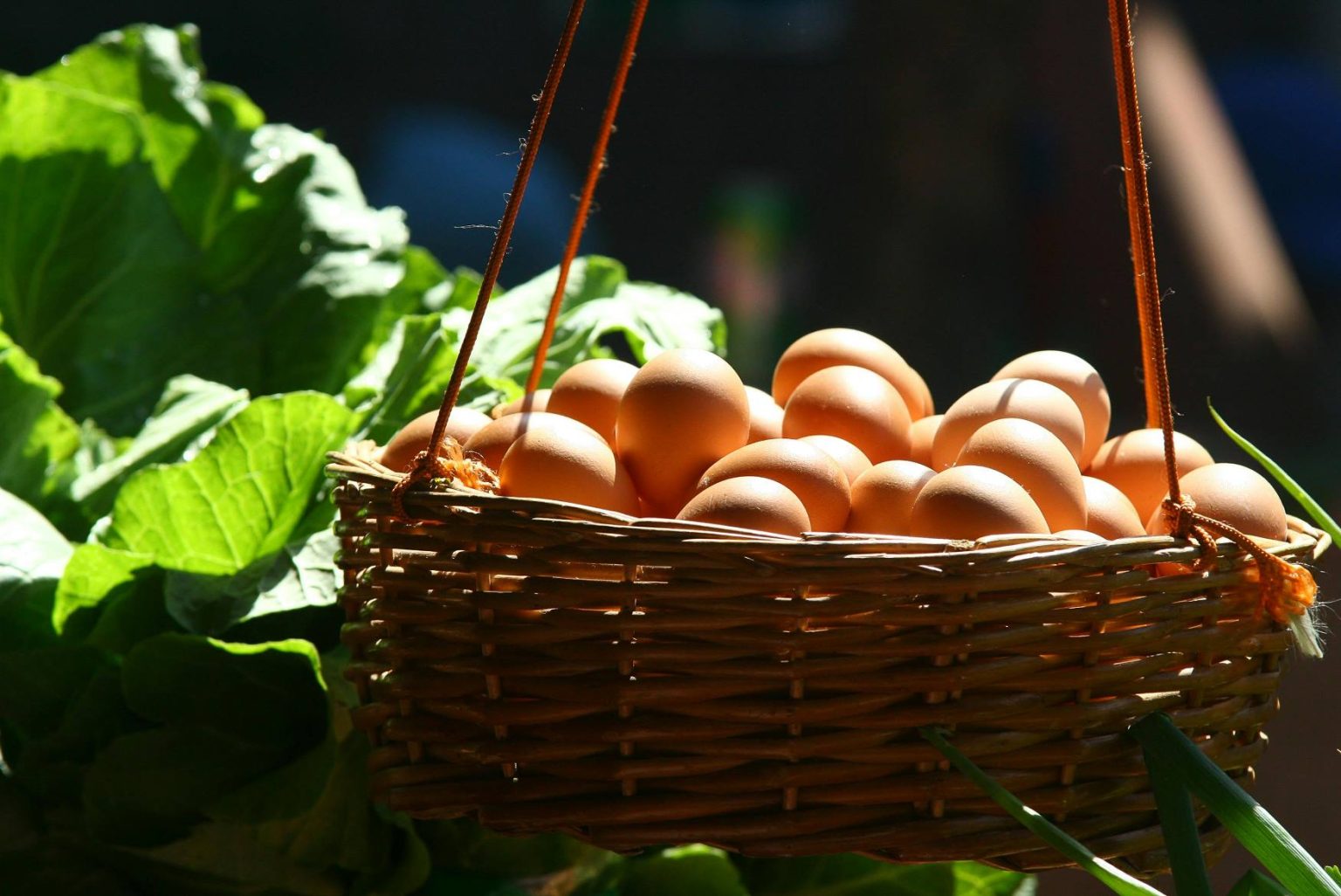 Top 10 Egg-Producing Countries in 2025: Global Trends and Insights