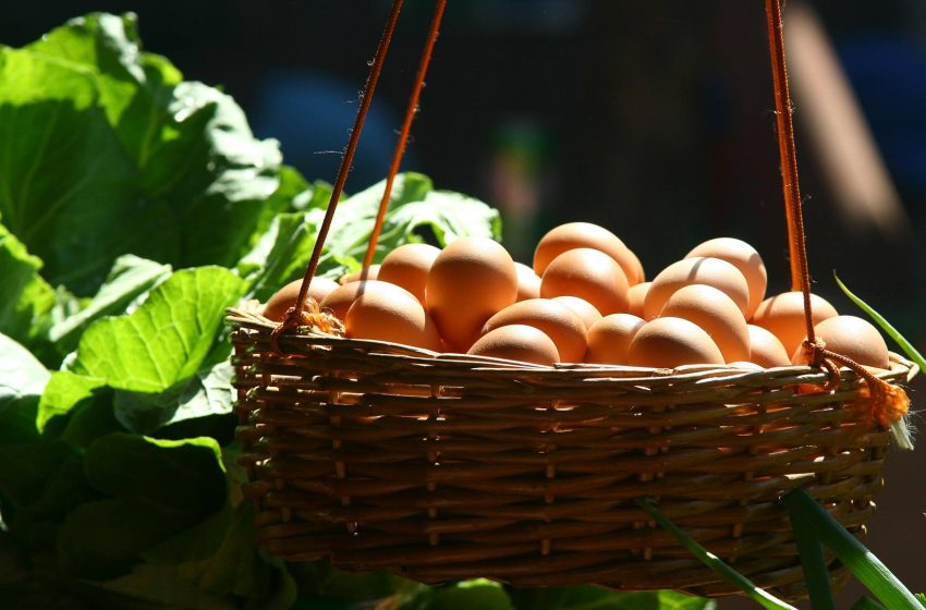  Top 10 Egg-Producing Countries in 2025: Global Trends and Insights