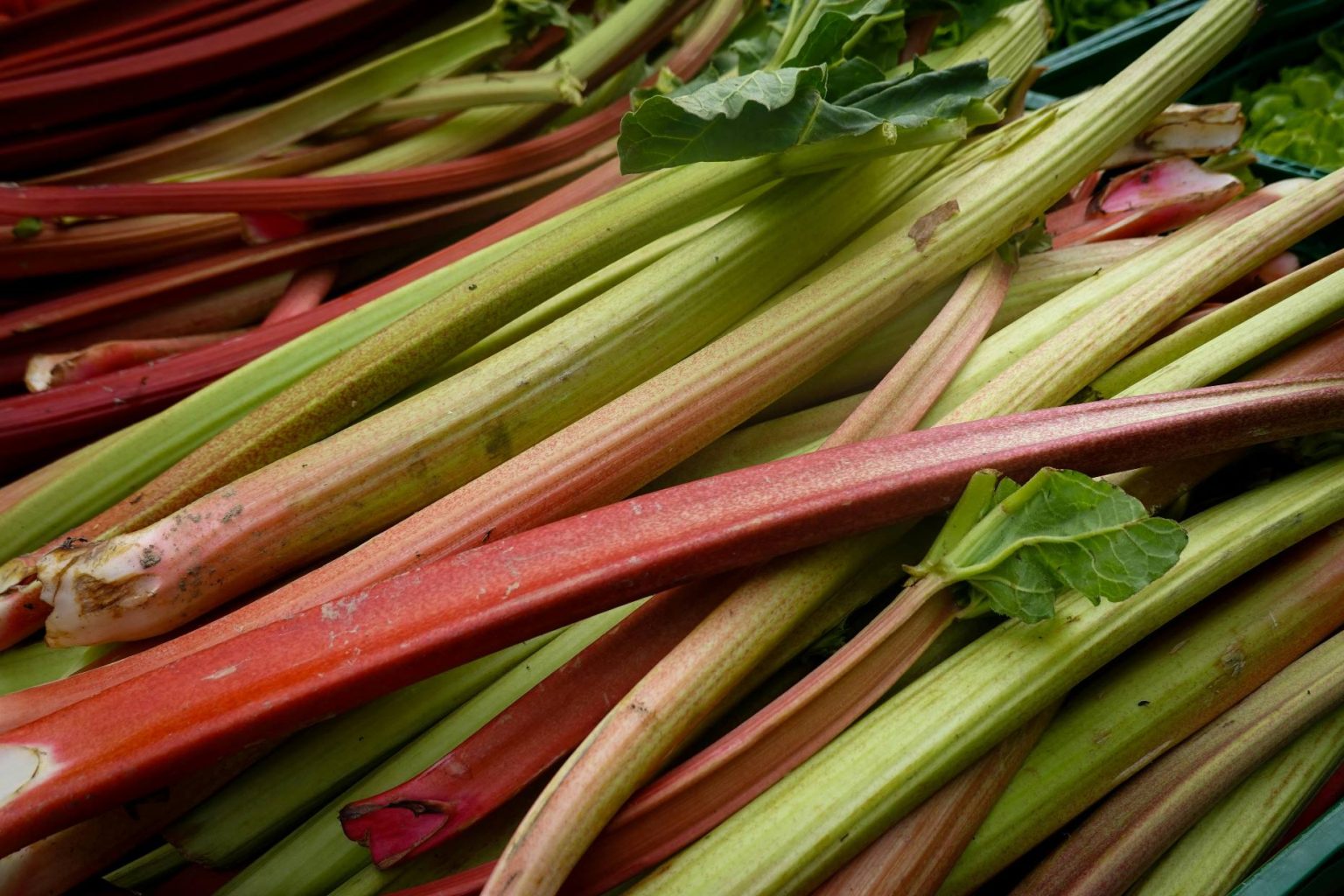 Top 10 Countries for Rhubarb Production in 2025
