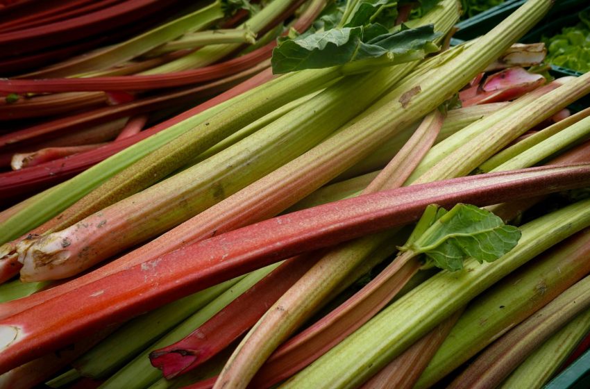  Top 10 Countries for Rhubarb Production in 2025