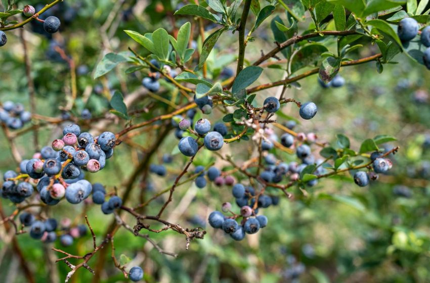  Top 10 Blueberry Producers in 2025: A Comprehensive Review