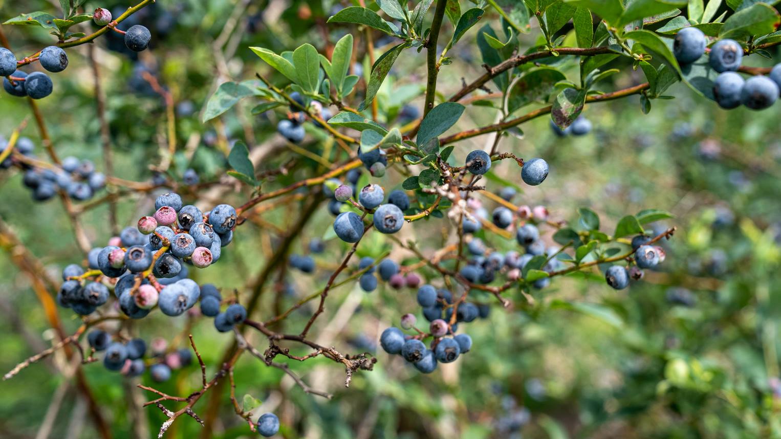Top 10 Blueberry Producers in 2025: A Comprehensive Review