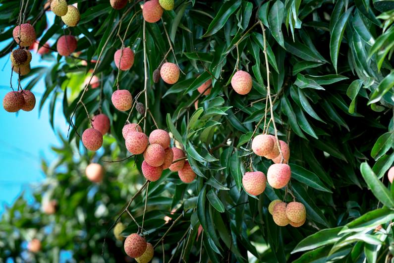 Top 10 Lychee Producing Countries in 2025: Global Leaders, Trends, and Future Prospects