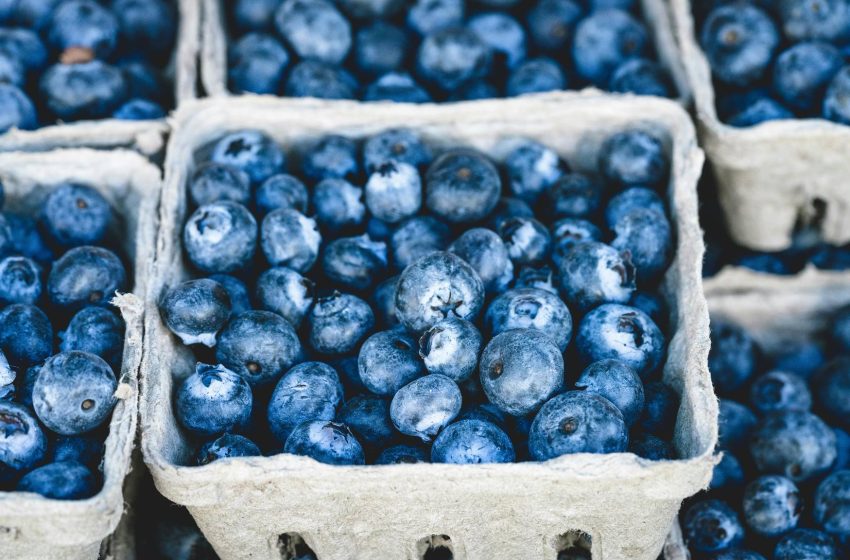  Top 10 Blueberry Producing Countries in 2025