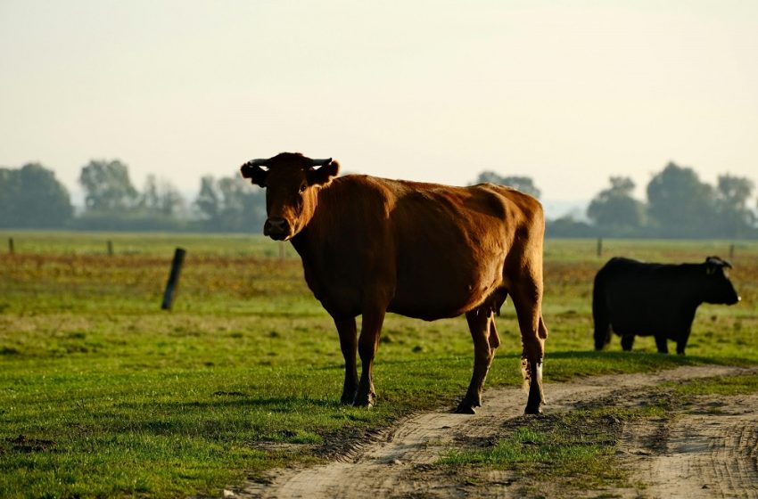  Top 10 markets by agricultural insurance penetration