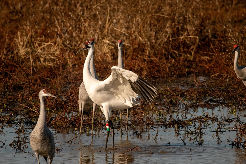 Top 100 Countries by Share of Land in Protected Areas, 2025